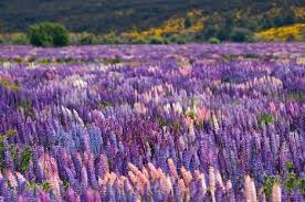 Pin On Fetching Flora To Fancy