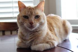 pin ot polzovatelya lps mur cat na doske klichki dlya kotov i koshek koshki kot imena dlya malchikov