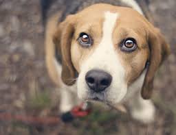 Dort sind immer familien die einen beagle suchen. Beagle In Not Beaglehund De