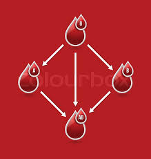 Red Blood Type Compatibility Chart Stock Vector