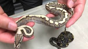 Maybe you would like to learn more about one of these? Morphs 101 Spider Mojave Ghi Youtube