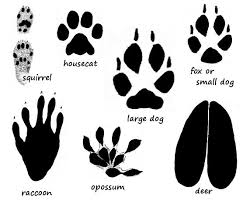 Free Animal Paw Print Download Free Clip Art Free Clip Art