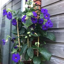 Image result for Thunbergia erecta