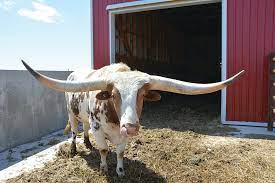 Texas Longhorns Giant Horns Lean Beef By Lisa B Pot