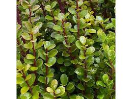 Image result for Myrsine africana