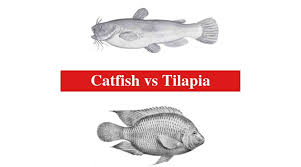 10/2/2020 9:28:19 pm diagram of tilapia fish and label salmon body parts as well fish anatomy diagram together with bony fish. Catfish Vs Tilapia The Differences Between Catfish And Tilapia Hookedoncatfish