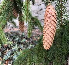 Known since 1890, when found in a forest near uppsala, sweden, the plant has an apt name, 'acrocona,' which means with terminal. To Botanical Garden On Twitter What S In Bloom Picea Abies Pendula Commonly Known As Weeping Norway Spruce Nice Cone Tbgathome Paul Gellatly Https T Co F3l9zytlgr