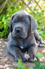 Dog Allergies Common Types And What To Do About Them Dogtime Dog Allergies Wild Dogs Vet Pictures
