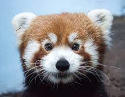 Google Image Result For Https Www Birminghamzoo Com Wp Content Uploads 2013 11 Red Panda Parker 001 Birmingham Zoo 2 27 18 1 Animals Birmingham Zoo Red Panda