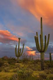 Harming a saguaro cactus in any manner, including cactus plugging, is illegal. Saguaro Cactus Sunset 2 Tucson Az Saguaro Cactus Cactus Arizona Landscape