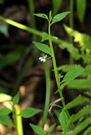 Image result for Lobelia fervens