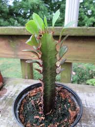 Image result for Euphorbia rubriflora