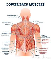 Back pain is one of the most common kinds of pain for adults, and muscle strains are the most common type of back pain. Lower Back Muscles Labeled Educational Anatomical Scheme Vector Illustration