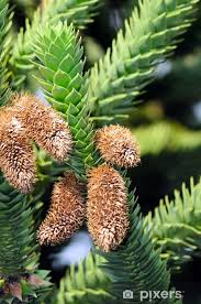 Image result for Araucariaceae