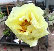 Bestellen sie frische pfingstrosen online bei fleurop und holen sie sich damit eine kleine kostbarkeit in ihr zuhause! Strauch Pfingstrose Gelb Paeonia Suffruticosa Gelb Gunstig Online Kaufen