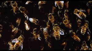Candyman's first film appearance was in candyman (1992). Candyman Collector S Edition Blu Ray Review Highdefdiscnews