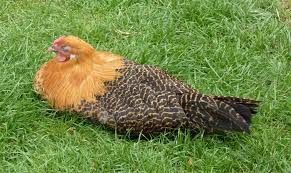 Huhnerhaltung Im Garten Tipps Fur Anfanger Huhnerhaltung Im Garten Huhnerrassen Huhner Rassen