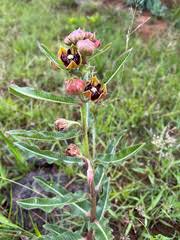 Image result for Pachycarpus lineolatus