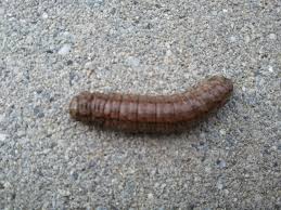 Braune, schwarz gepunktete Raupe gefunden - Schmetterlinge bestimmen -  ACTIAS