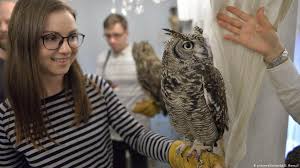 How often do owls eat? Want To Pet That Cute Owl Think Again Environment All Topics From Climate Change To Conservation Dw 09 01 2017