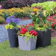 Dragon wing begonias (staff pick). Cool Container Gardens From The Costa Farms Team Costa Farms