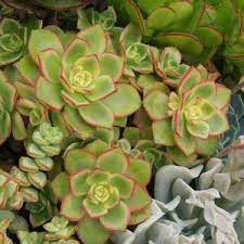 Succulent lovers often have aeonium kiwi in their gardens or planters. Aeonium Kiwi At San Marcos Growers