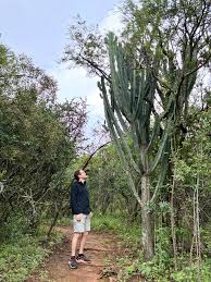 Image result for Cyphostemma lanigerum