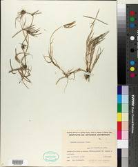 Image result for Cynodon incompletus