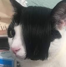 Emos Em Contextos Nada A Ver On Twitter In 2020 Cat Memes Animals Cat Language