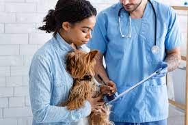 Canine Distemper A Highly Contagious, Life-Threatening Viral Disease