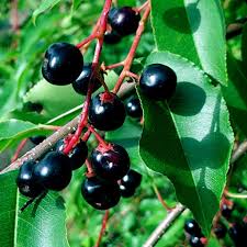 Image result for Prunus serotina