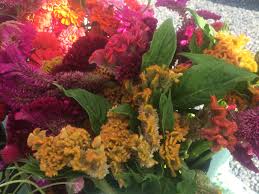 Cockscomb Celosia Rainbow Of Colors Summer Flowers Flowers Plants