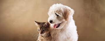 Most of our pets are available for this type of adoption. Halo Animal Rescue Animal Rescues In Phoenix