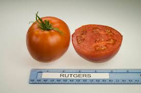 Relocate your tomato plants in different parts of. Tomatoes