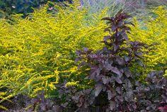 This tough bush offers foliage in a variety of colors, as well as flowers that attract pollinators. 100 Best Ninebark Shrub Ideas Ninebark Shrub Shrubs Garden