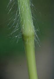 Image result for Digitaria milanjiana