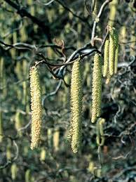 Image result for Kirkiaceae