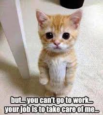 Top 40 Funny Animal Picture Quotes Funny Animal Pictures Funny Animal Quotes Cute Animals