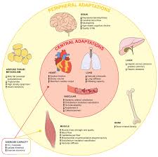 Contextual translation of kamus bm ke bi into english. Exercise In Cirrhosis Translating Evidence And Experience To Practice Journal Of Hepatology