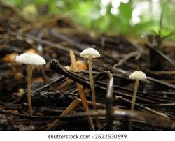 Image result for Marasmius sp.