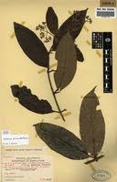 Image result for Gaertnera paniculata
