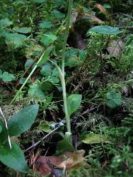 Image result for Goodyera afzelii