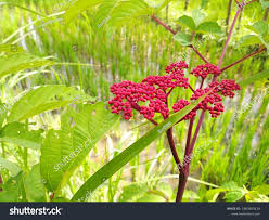 Image result for Leea guineensis