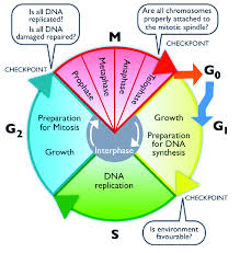 1 The Cell Cycle Is Divided Into Four Phases G 1 S G 2 M Resting Cells Are In A G 0 Phase Out Of The Cycle Che Cell Cycle Science Cells Science Notes