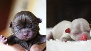Chihuahuas, like all dogs, are pregnant for around 65 days. Cutest Newborn Chihuahua Puppies Video Compilation Youtube