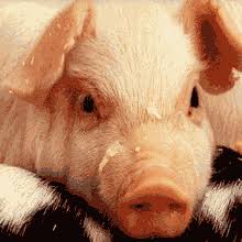 74 gambar babi untuk diwarnai kekinian. 91 Gambar Babi Bergerak Lucu Infobaru