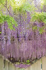 Wisteria At Jindai Botanical Gardens Tokyo Wisteria Tree Botanical Gardens Wisteria