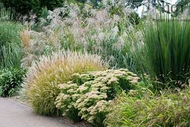 Harpur Garden Images Ltd Mwis723 Rhs Garden Wisley Surrey Miscanthus Miscanthus Oligostachyus Nanus Variegatus Chasmanth Sedum Plant Plants Garden Images