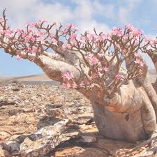 Image result for Adenium