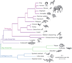 Image Result For Phylogenetic Tree Phylogenetic Tree Evolution Nature Journal